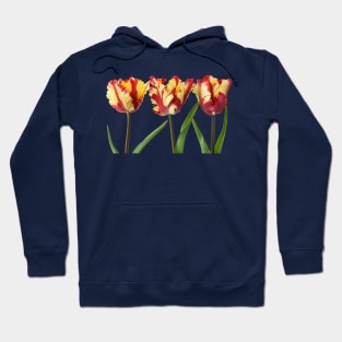 Tulipa  &#39;Flaming Parrot&#39;    Parrot Group  Tulip Hoodie